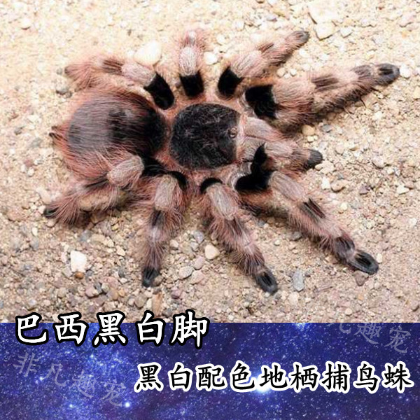 蜘蛛幼苗邮包包邮包成体活物活体宠物经典蛛树蜘蛛