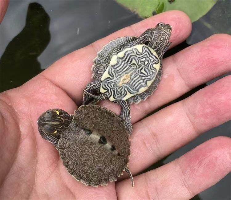密西西比地图乌龟龟苗活物小宠宠物招财龟外观赏龟
