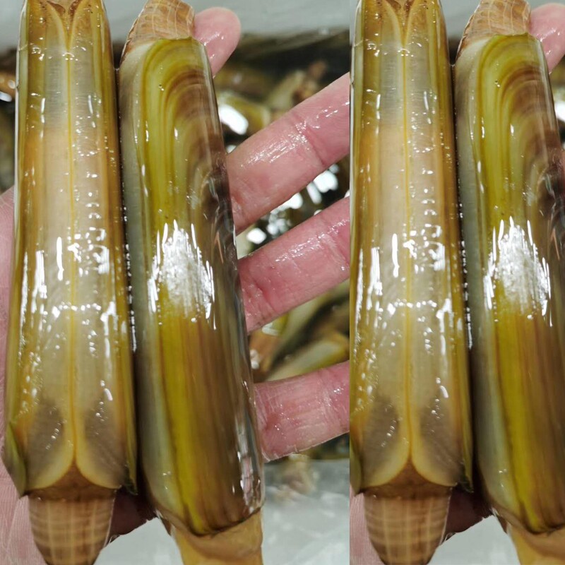 8-10只北京闪送大蛏海鲜鲜活竹蛏缢蛏新鲜水产蛏子
