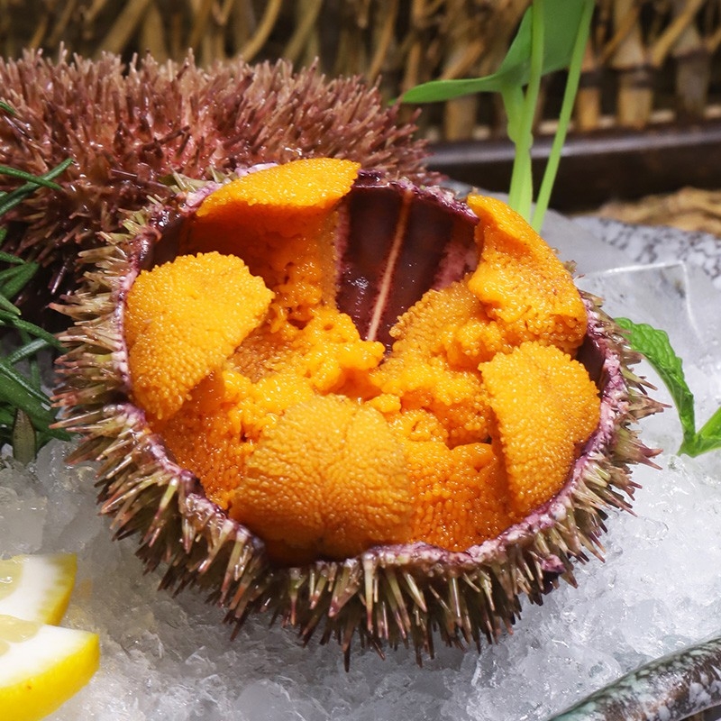 2只约5两北京闪送鲜活黄金紫胆马粪海胆大连海胆