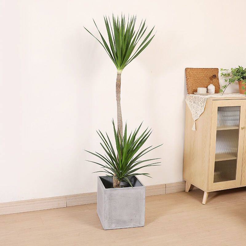 龙血黑珍珠网红绿植养好打理室内外办公室高端大气绿植