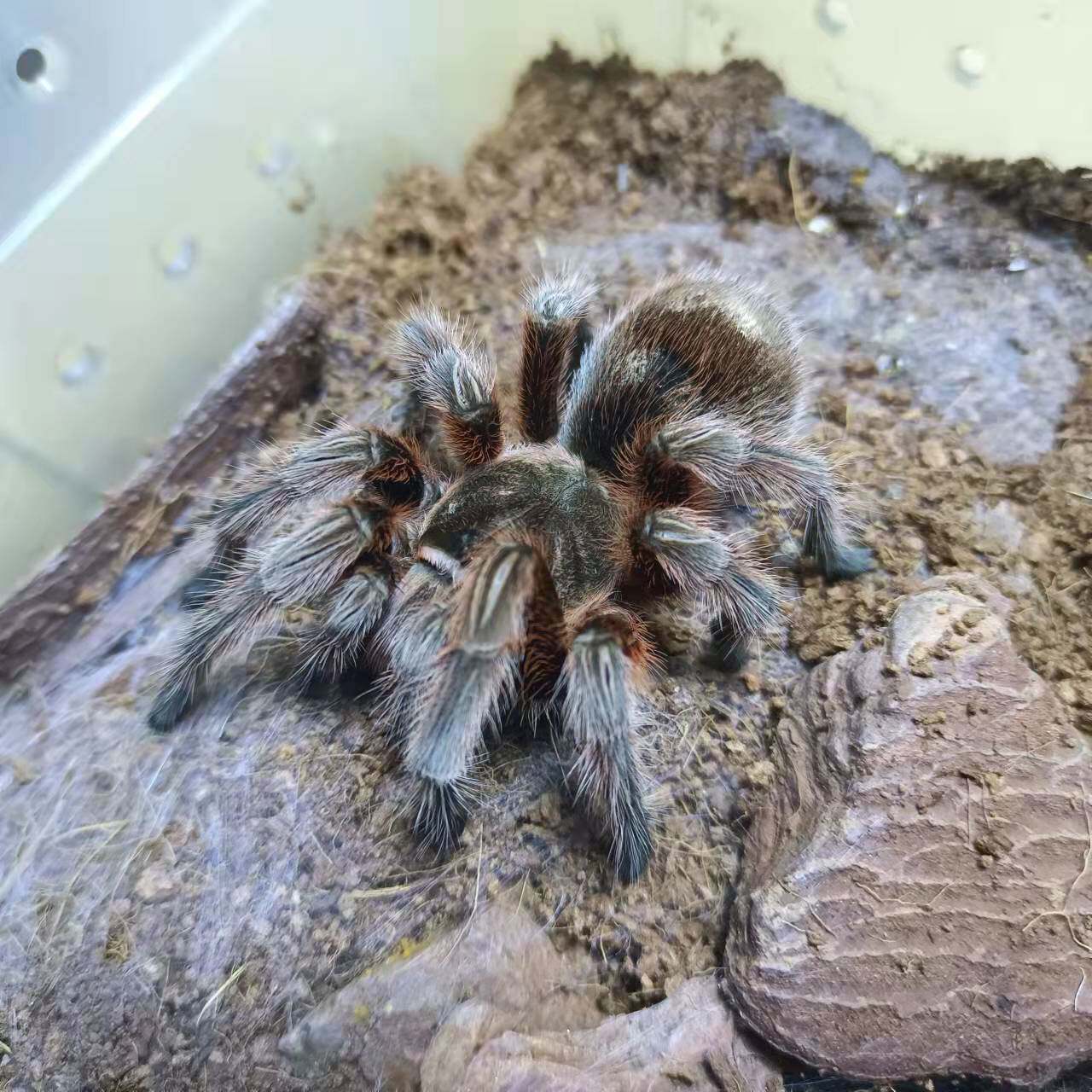 智利火玫瑰红玫瑰巴西所罗门宠物蜘蛛海格力斯橙巴布蜘蛛