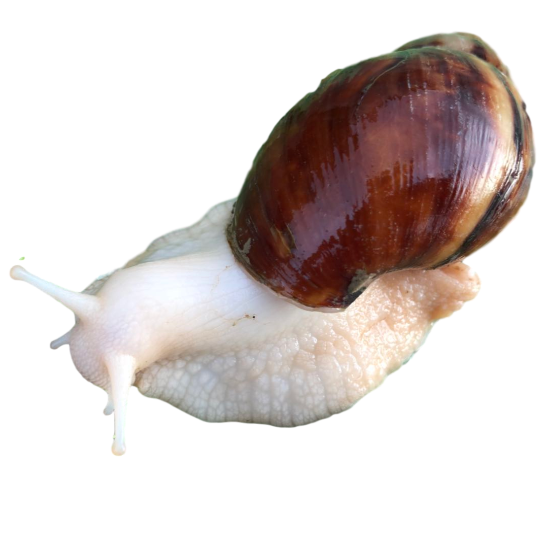 白玉蜗牛宠物活体套装养殖教学观赏食用美容螺