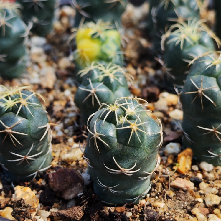 安宅象牙多肉植物实生仙人球裸萼球白刺阳台多肉植物