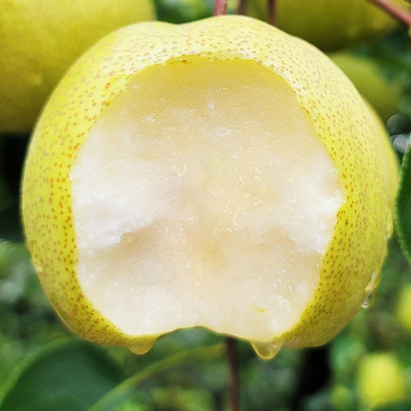 砀山梨子新鲜水果当季整箱孕妇梨脆梨蜜甜汤山梨