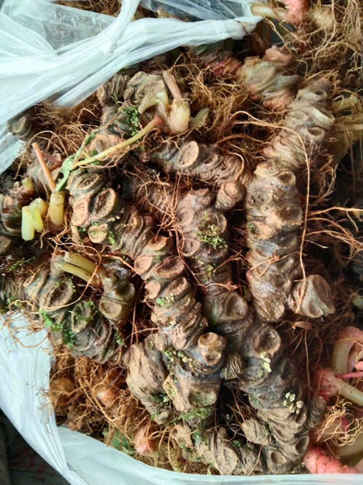 贵州药材蜈蚣黄连血水一口秋海棠裂叶草药新鲜纯其他药食同源食品