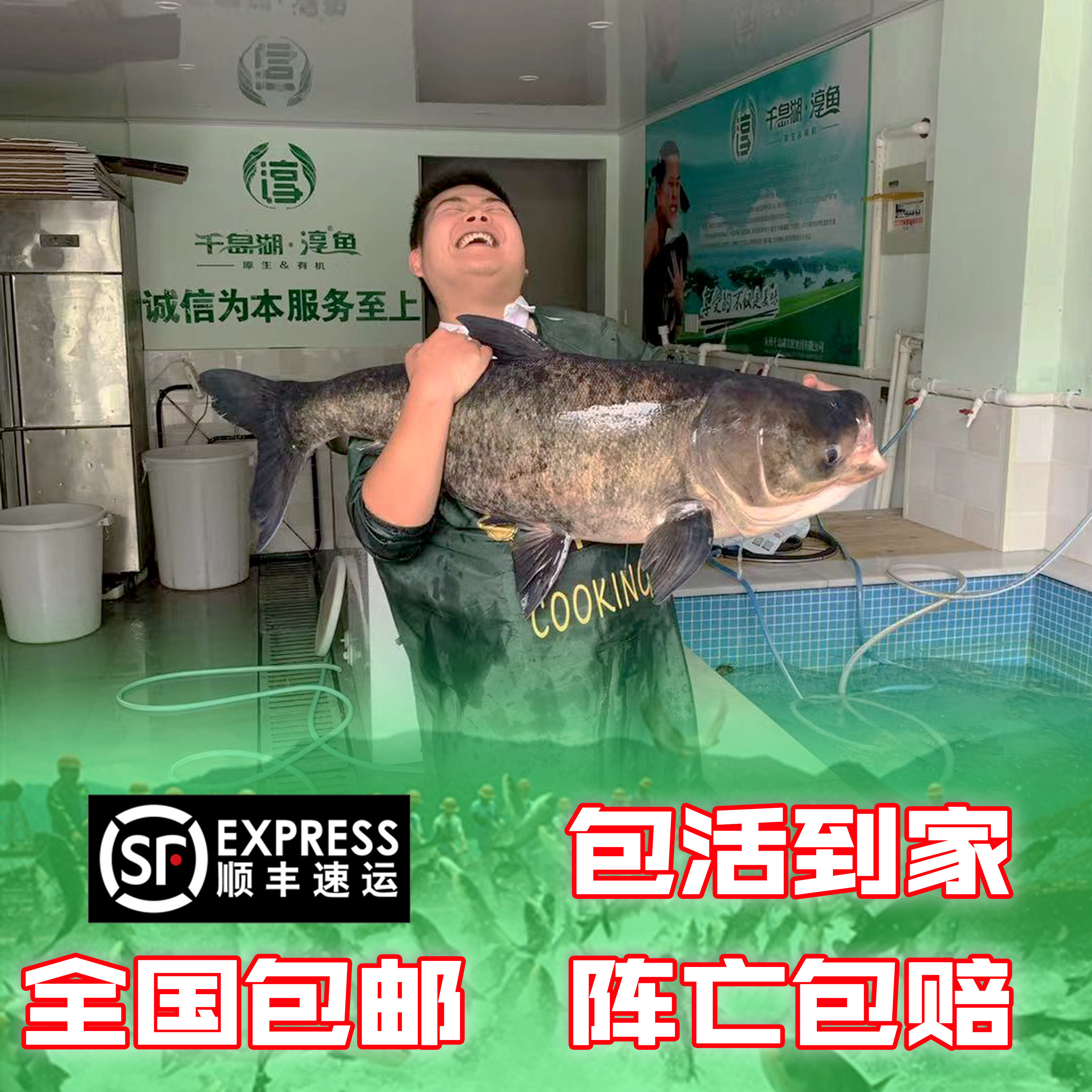 正宗千岛湖淳牌有机鱼千岛湖胖头鱼鲜活捕捞产地直发顺丰包邮到家