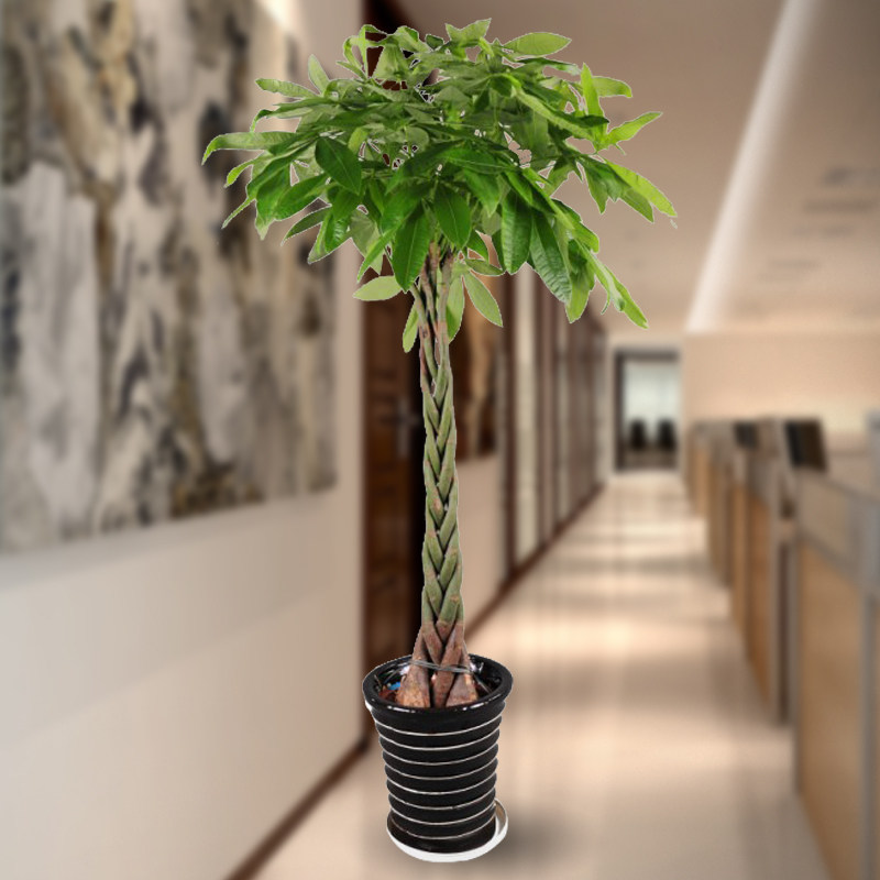 发财树盆栽室内开业送礼乔迁招财植物客厅办公室绿植