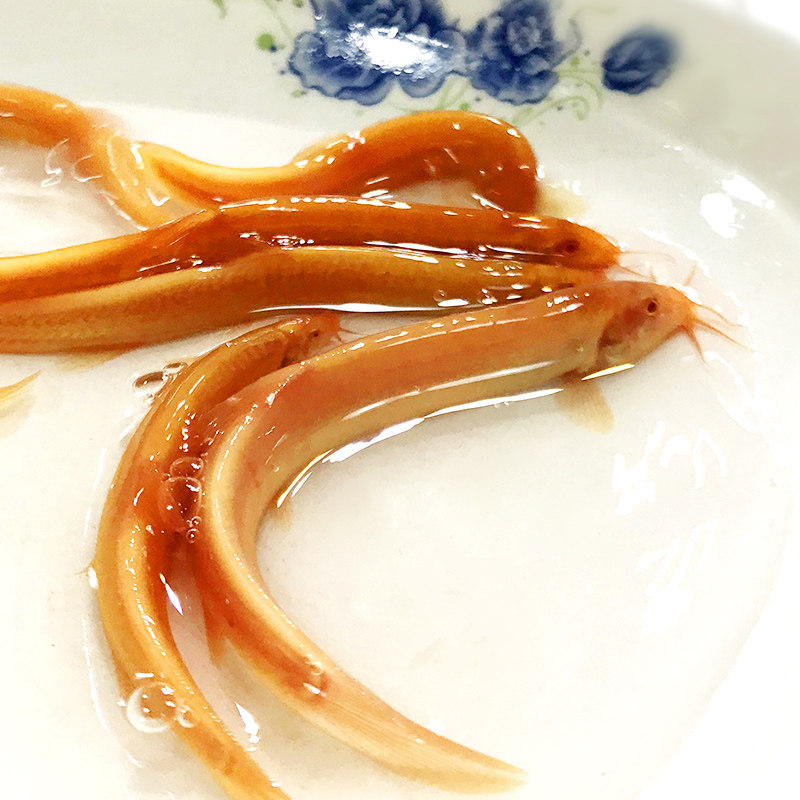 小鱼活鱼苗观赏鱼易活黄金泥鳅活体冷水鱼招财鱼小金龙淡水清道夫