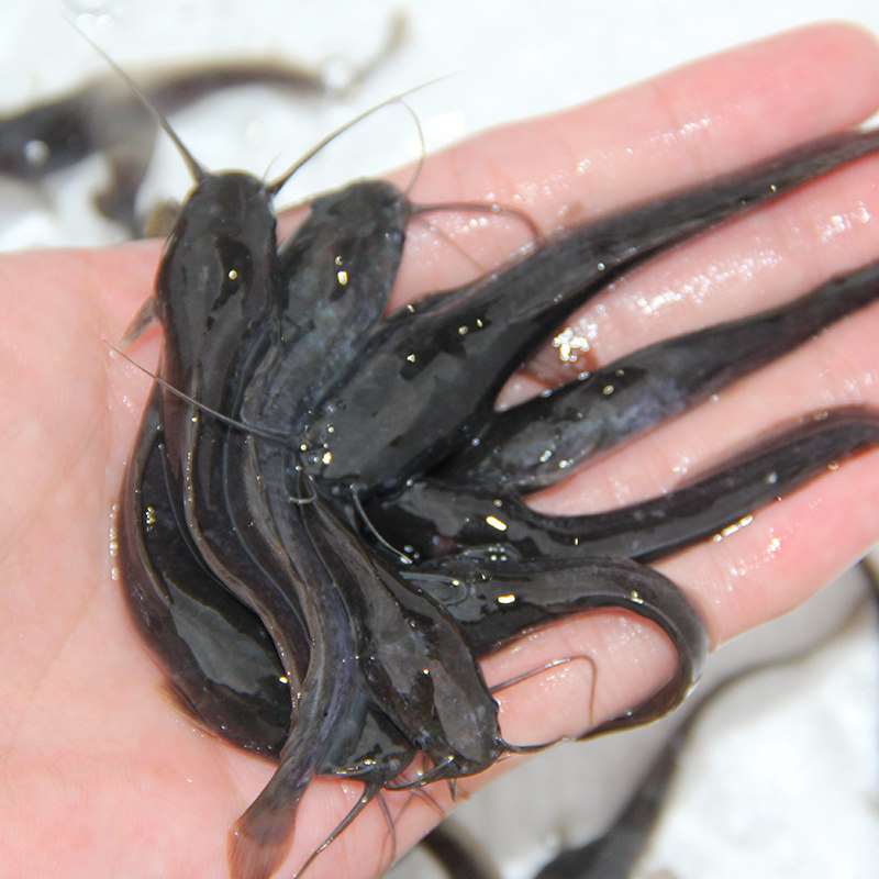 鱼苗埃及塘鲺塘角胡子鲶鲶淡水养殖食用观赏鱼鱼