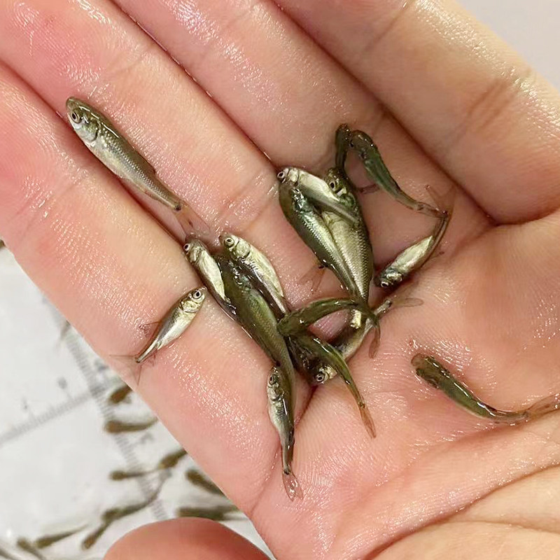 饲料活鱼鱼苗饵料鱼鲮活体麦穗鱼龙龙鱼鱼小鱼