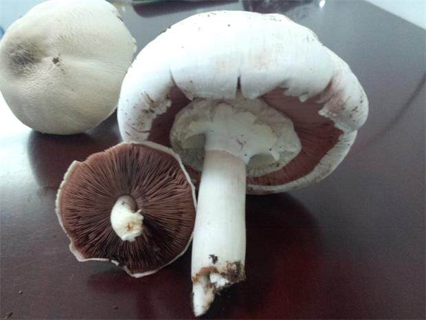 草原蘑菇内蒙古锡盟特产野生新鲜150克包邮姬松茸