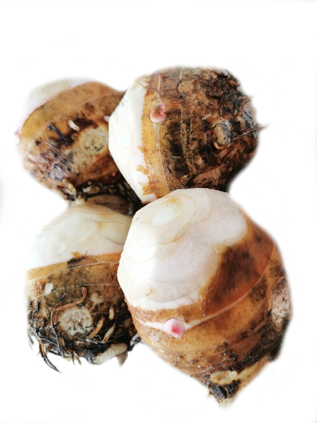 芋头芋母江西红芽新鲜蔬菜农家自现挖大香脆芋头