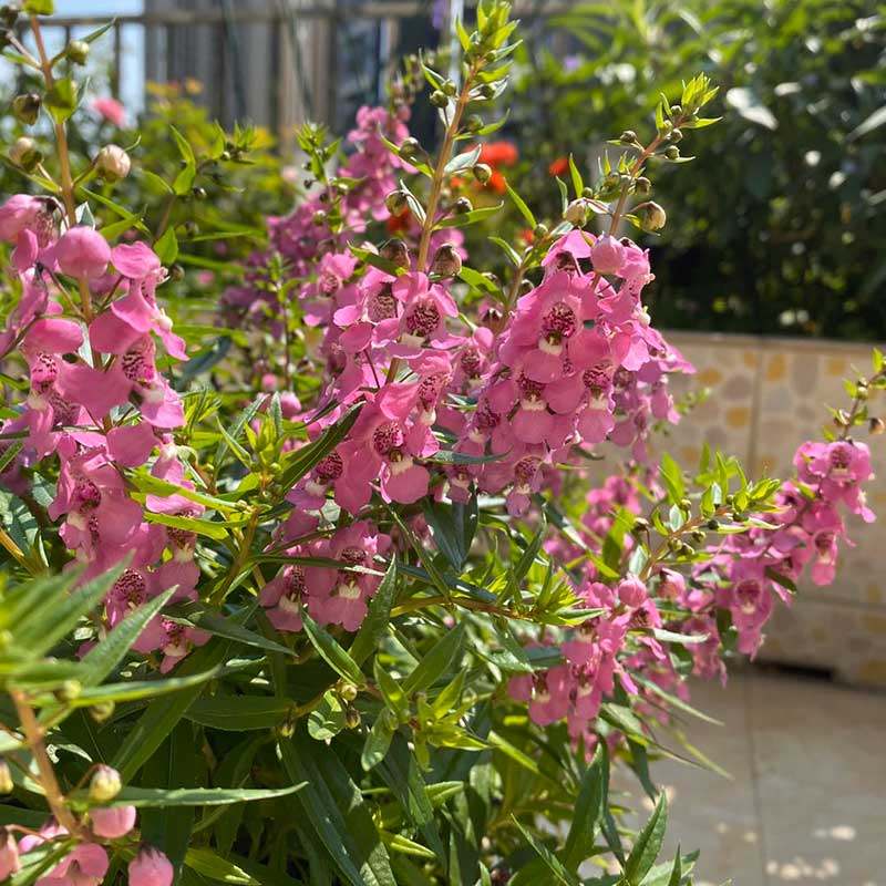 彩雀盆栽花苗小天使花带花苞花坛花草耐热喜阳花卉