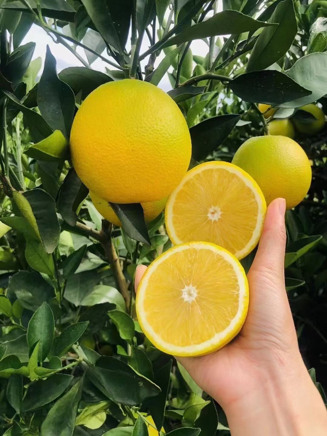 云南玉溪新平哀牢山冰糖橙坏包赔农户果园直发橙