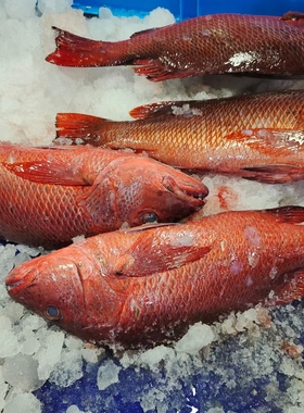 店广东 深圳去看看深海之家渔业船家章红鱼南油海鲜刺身油甘鲜活放血