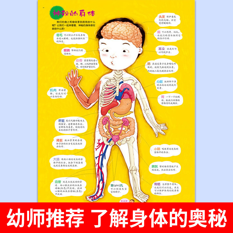 儿童身体绘本早教书籍可爱宝宝性教育用书幼儿用启蒙认知书