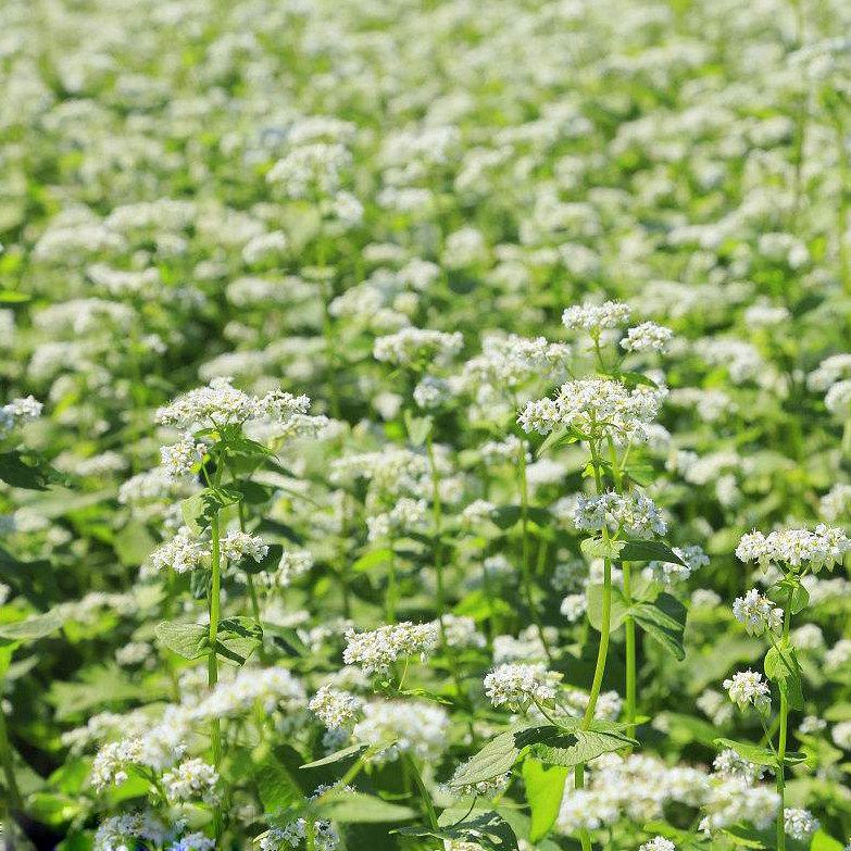 荞麦种子别称甜荞乌麦三角花荞荞子阳台绿色家庭园艺种子