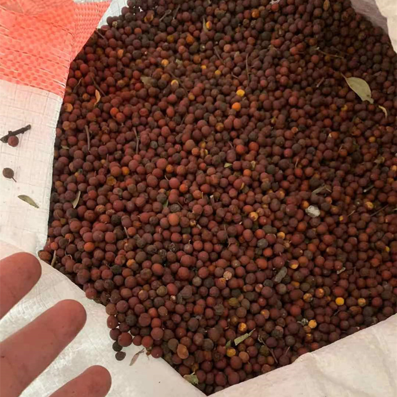 朴树种子新采小叶大叶沙朴珊瑚红皮籽包家庭园艺种子