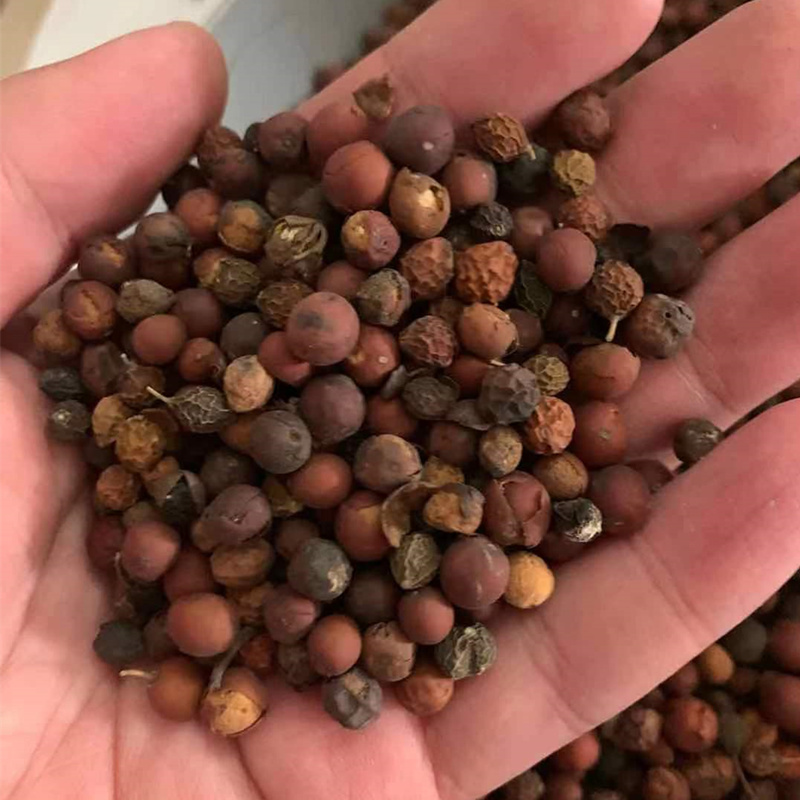 朴树种子新采小叶大叶沙朴珊瑚红皮籽包家庭园艺种子