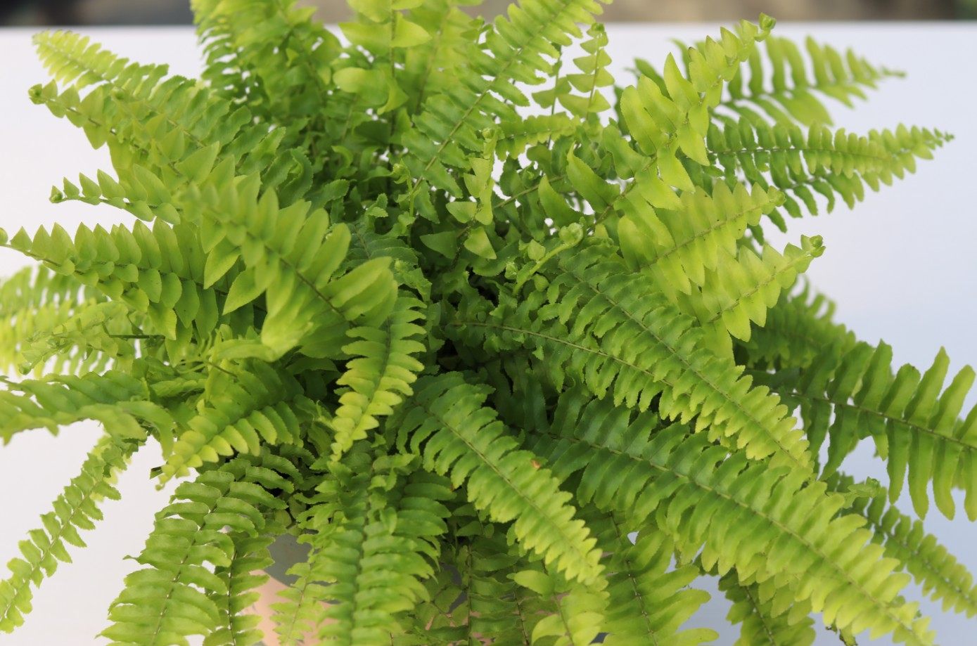 盆栽花卉绿植 室内客厅吸甲醛蕨类 波斯顿厥吊兰卫生间植物 包邮