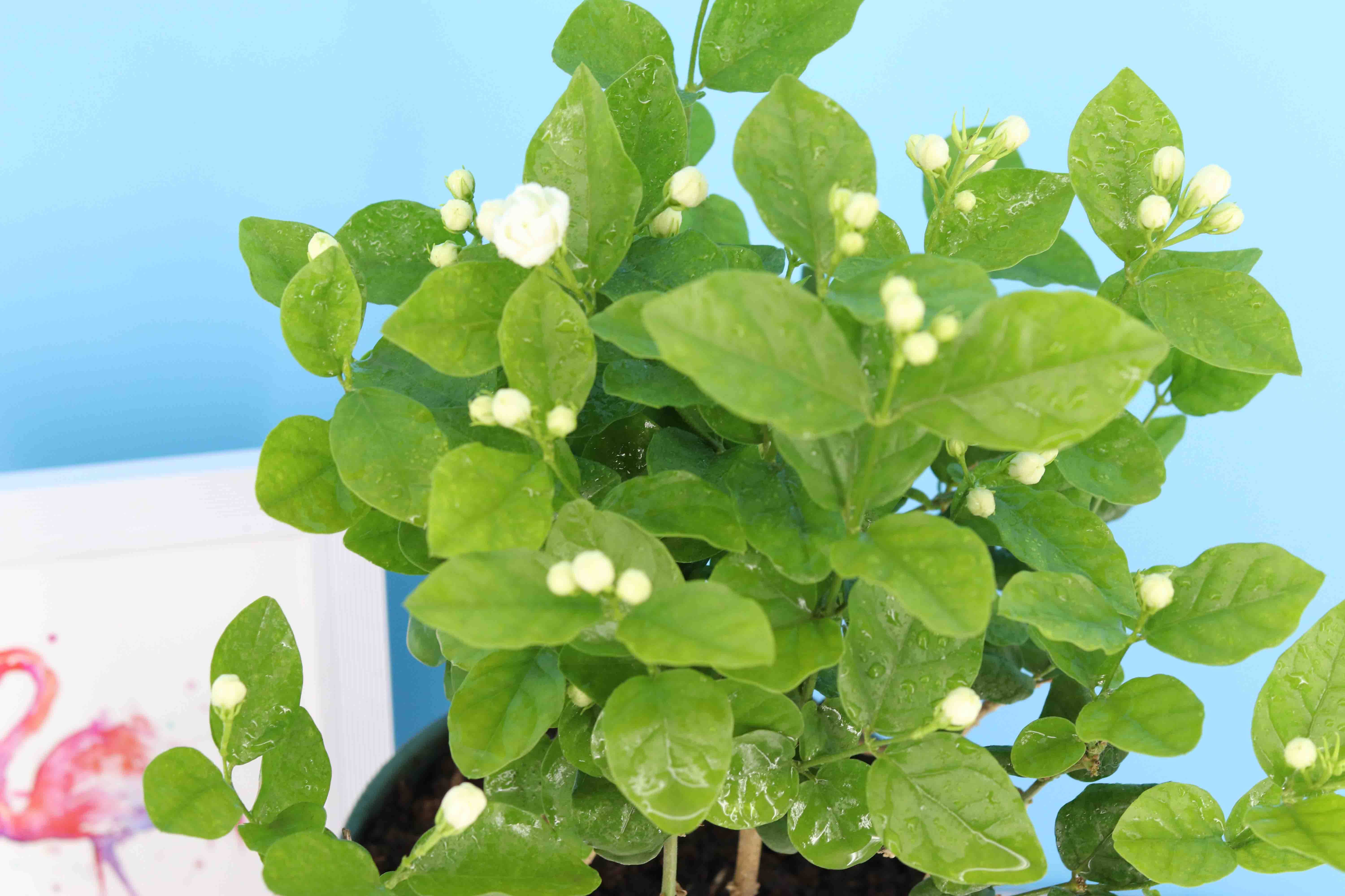 茉莉花盆栽室内开花观花植物阳台花卉盆栽驱蚊四季净化空气