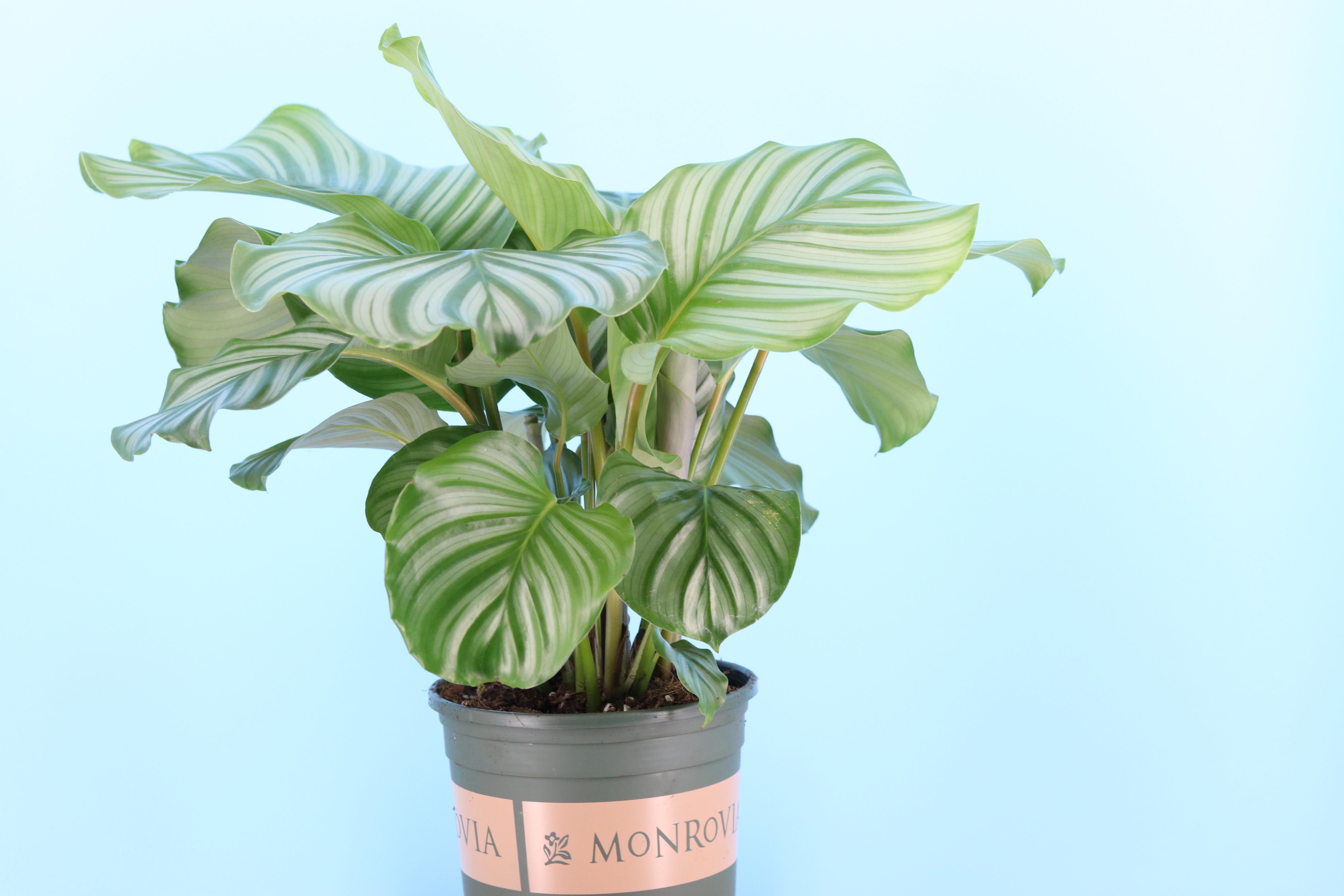 叶植物喜绿植室内盆栽办公室净化空气青苹果竹芋绿植