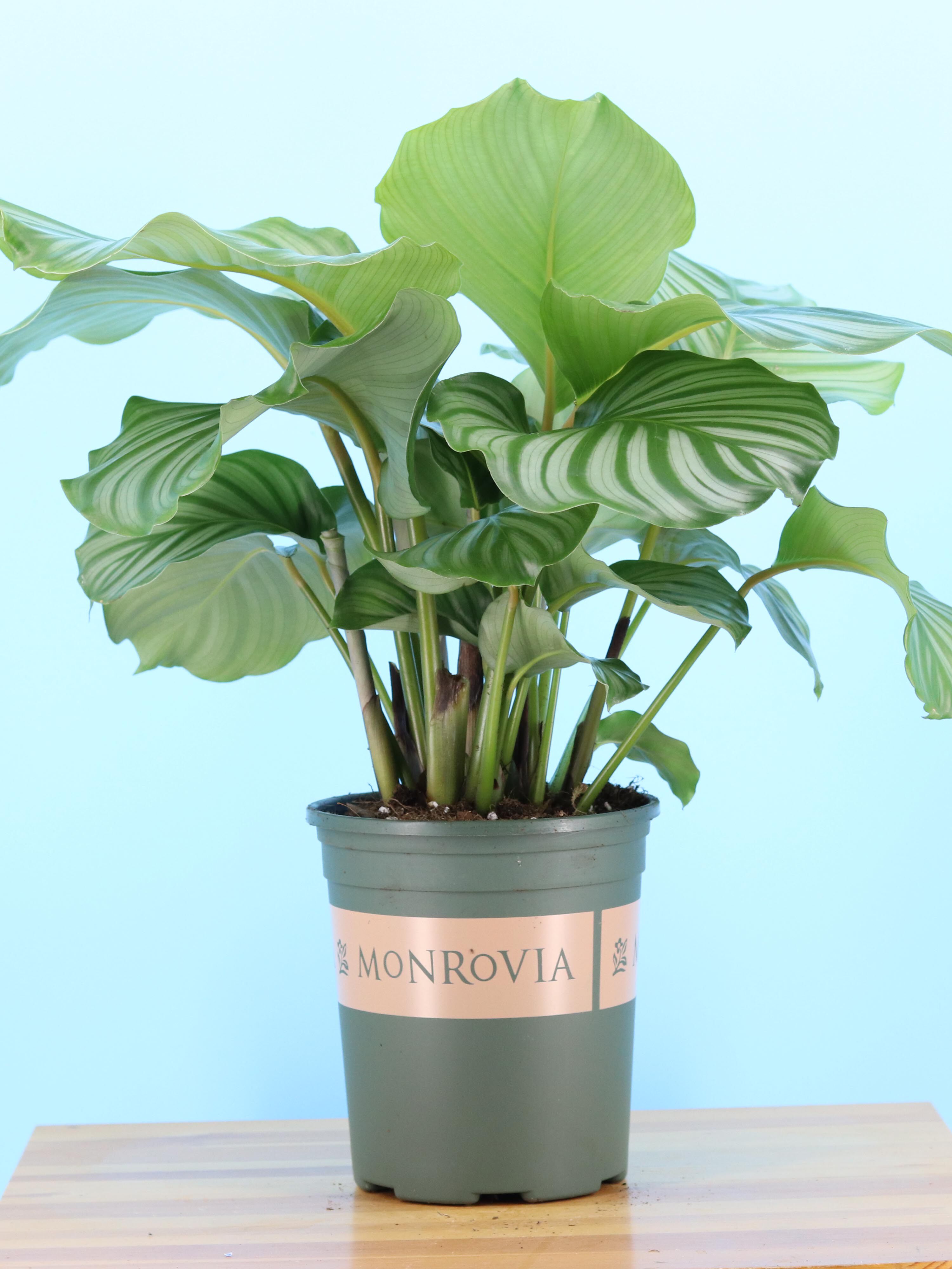 叶植物喜绿植室内盆栽办公室净化空气青苹果竹芋绿植