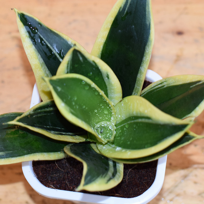 荷花兰金金边短叶虎皮兰虎虎尾盆栽净化空气甲醛多肉植物