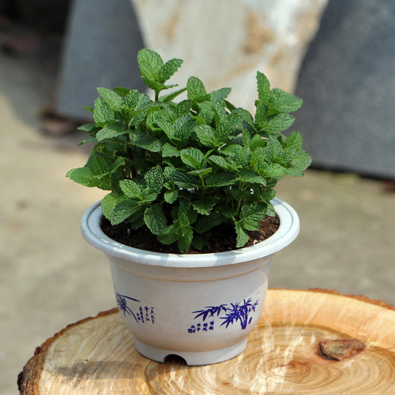 柠檬草盆栽薄荷苗可食用型泡茶烹饪净化驱蚊香草植物新鲜薄荷叶