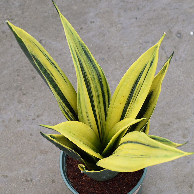 虎皮兰金金边黄金兰室室内懒人盆栽净化空气甲醛绿植