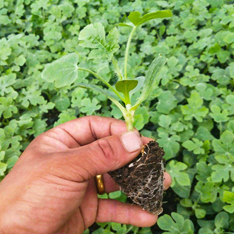 西瓜黑美人种子种籽麒麟黑皮苗秧嫁接南方种植家庭园艺种子