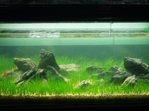 牛毛水草鱼缸水族箱造景装饰套餐毛毡水族种子水草