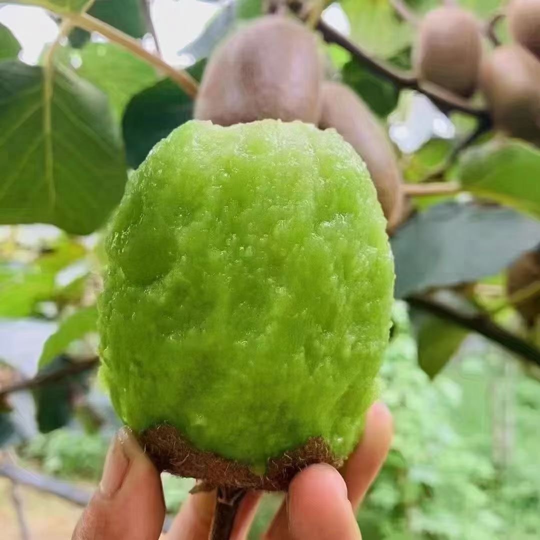 陕西眉县绿心猕猴桃皮薄厚味多汁带箱5斤10斤奇异果