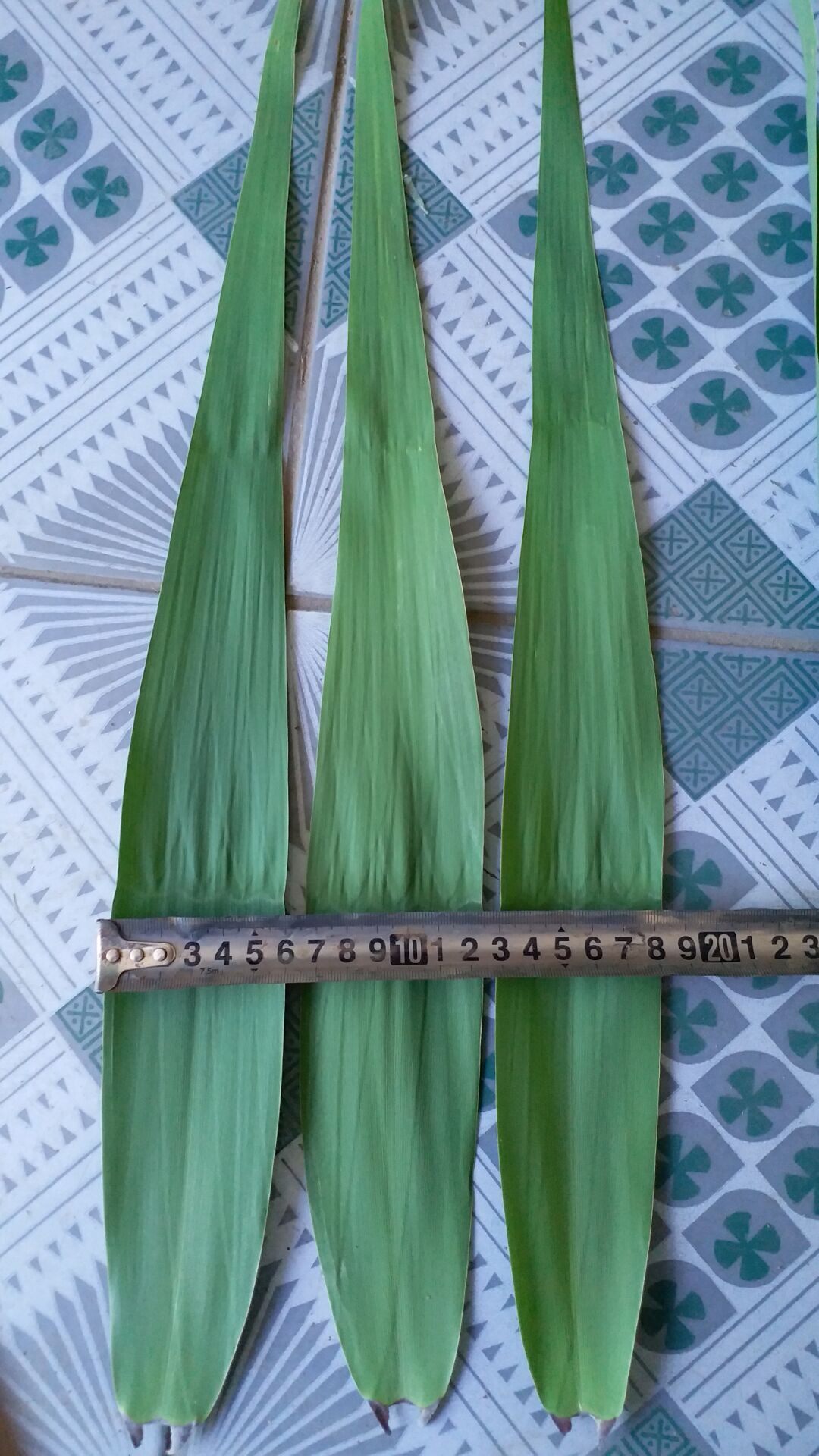 特大辽河湿地野生芦苇叶精品芦苇叶粽叶5-7厘米200片