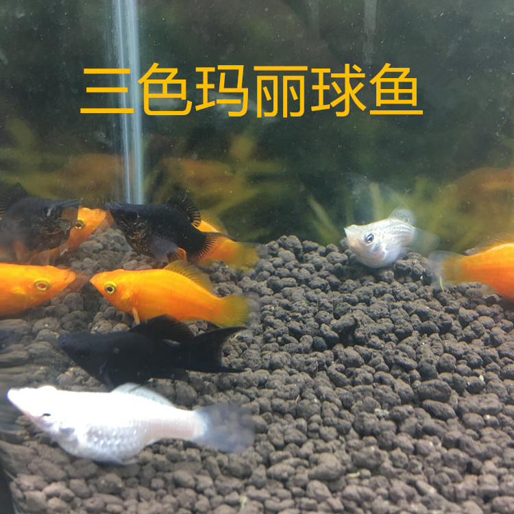 皮球玛丽鱼热带鱼观赏鱼小型鱼三色玛丽红米奇红箭鱼缸可繁殖