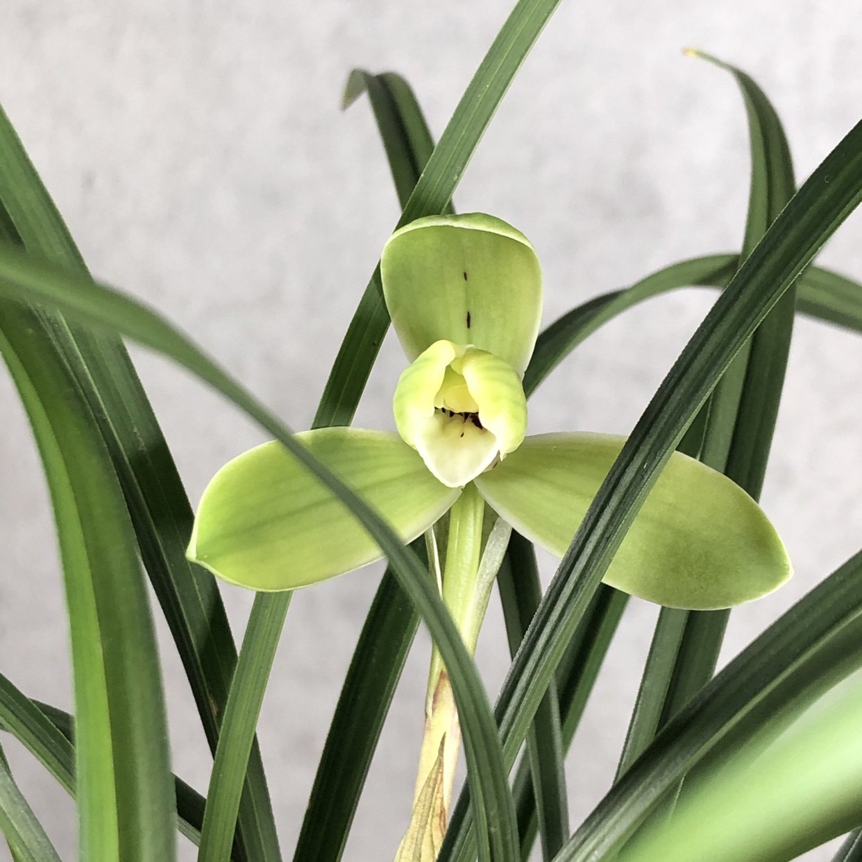 冶志兰花宋梅阿里山团圆文房清供家居室内喜阴创意迷你植物