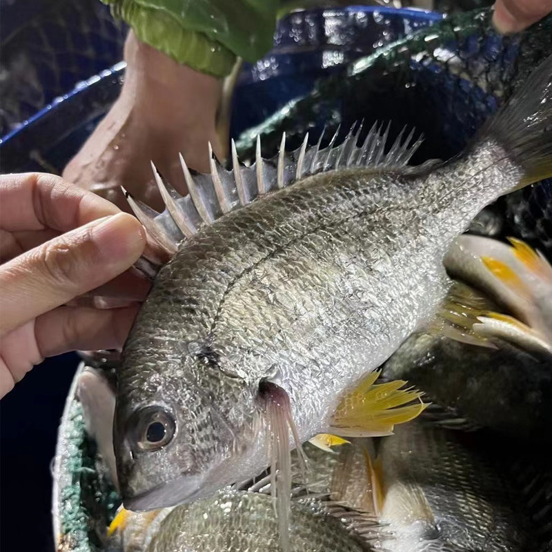 捕黄脚腊鱼黄腊鱼墙鱼黄翅鱼黄立鱼黄墙鱼水产海鲜潮汕其它