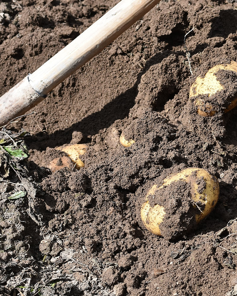 甘肃沙面土豆马铃薯产地直发5斤