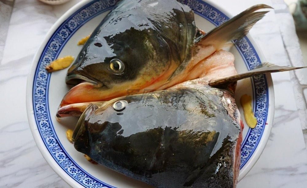 鱼头新鲜红大头去鳃1斤淡水鱼草鱼鱼草胖头鲢鱼淡水鱼类