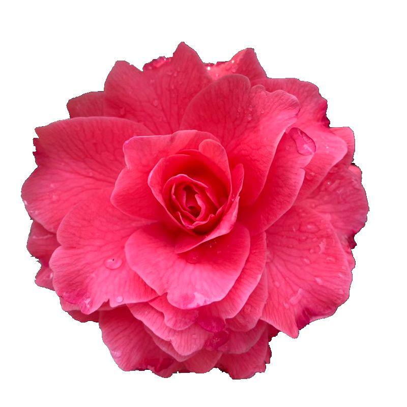 情人节茶花花苗纯色大花深红易养盆栽阳台庭院时令草本花卉