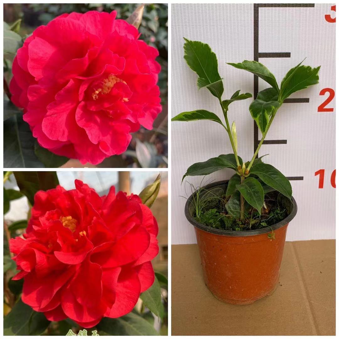 金镶玉茶花巨型大红红色室内花卉盆栽四季绿植花卉
