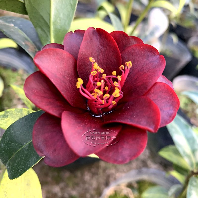 黑骑士茶花盆栽室内花卉深红色四季绿植阳台庭院时令草本花卉