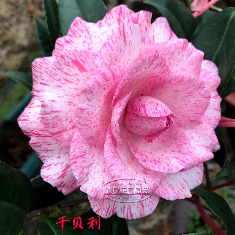 干贝贝利山茶花室内花卉盆栽一树多色四季绿植时令草本花卉