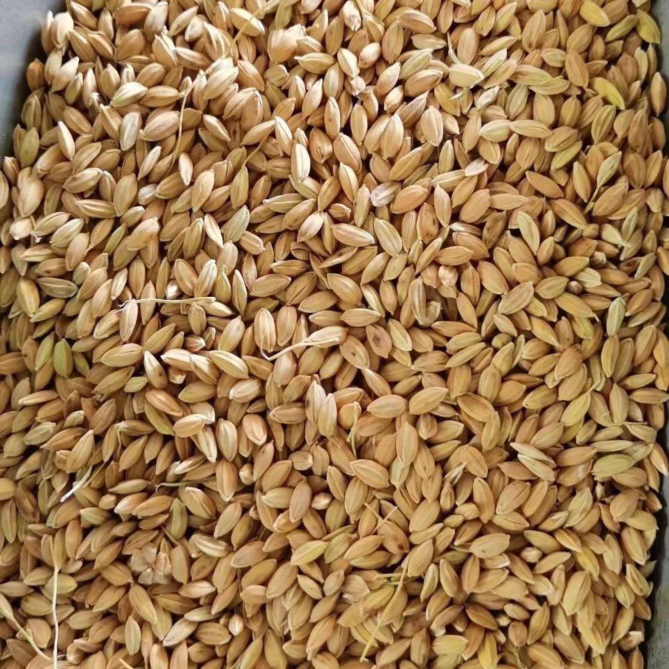 稻谷水稻东北北新粳稻圆粒稻子带壳大米米可饲料原料