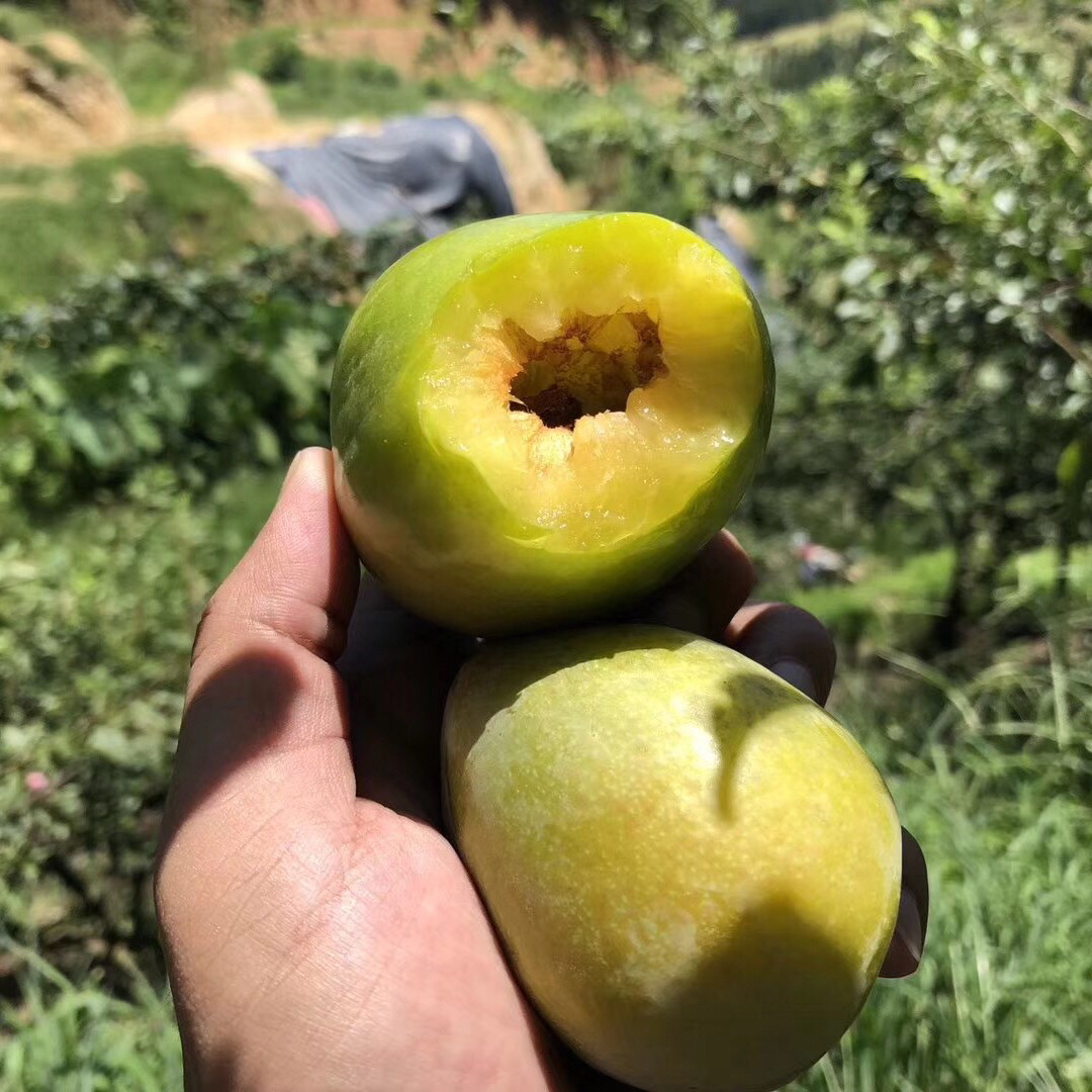 浦江桃形5斤新鲜绿皮干核超甜油奈水果桃心李子