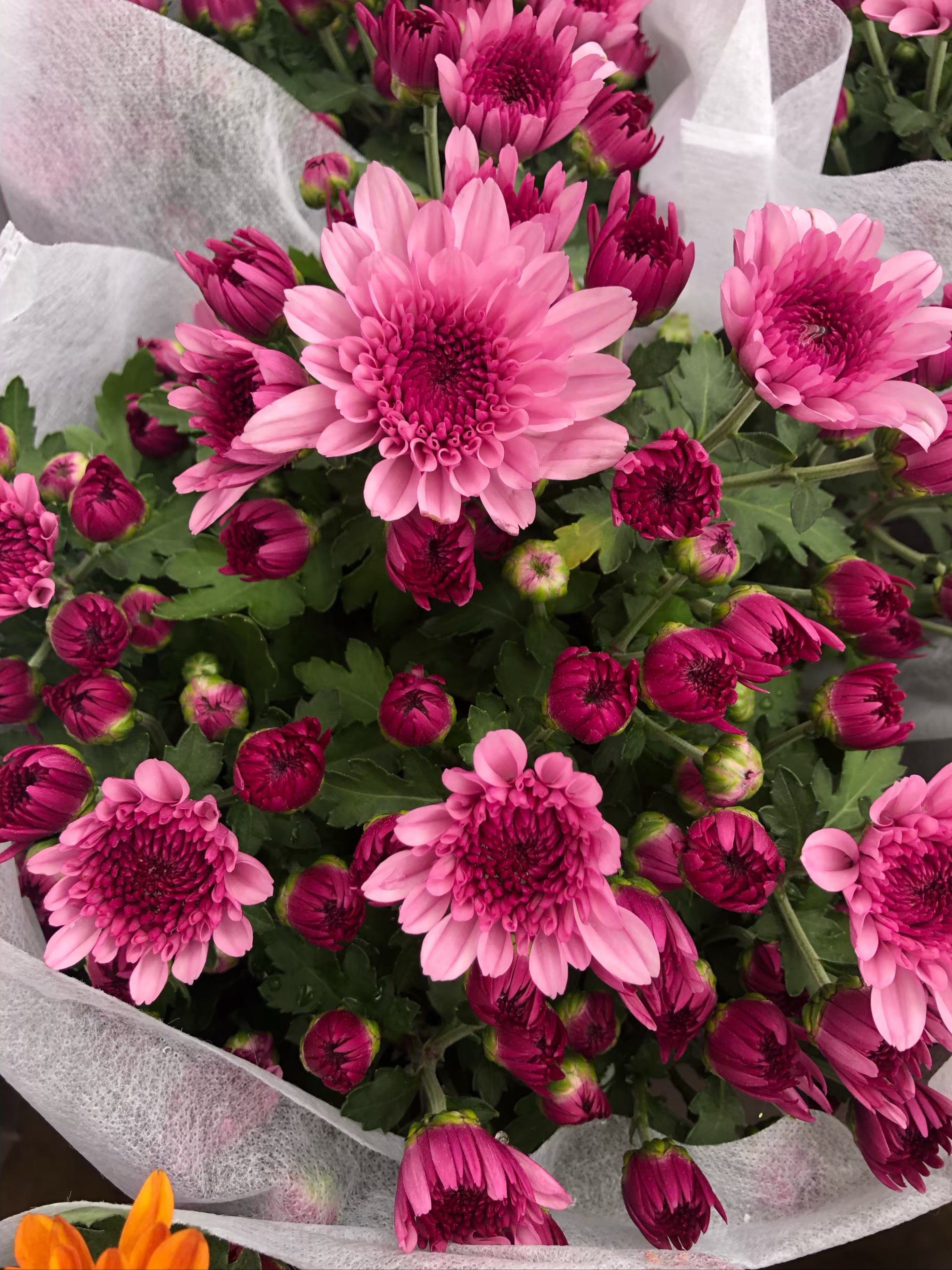 植物菊花盆栽带花进口荷兰四季开花阳台庭院时令草本花卉