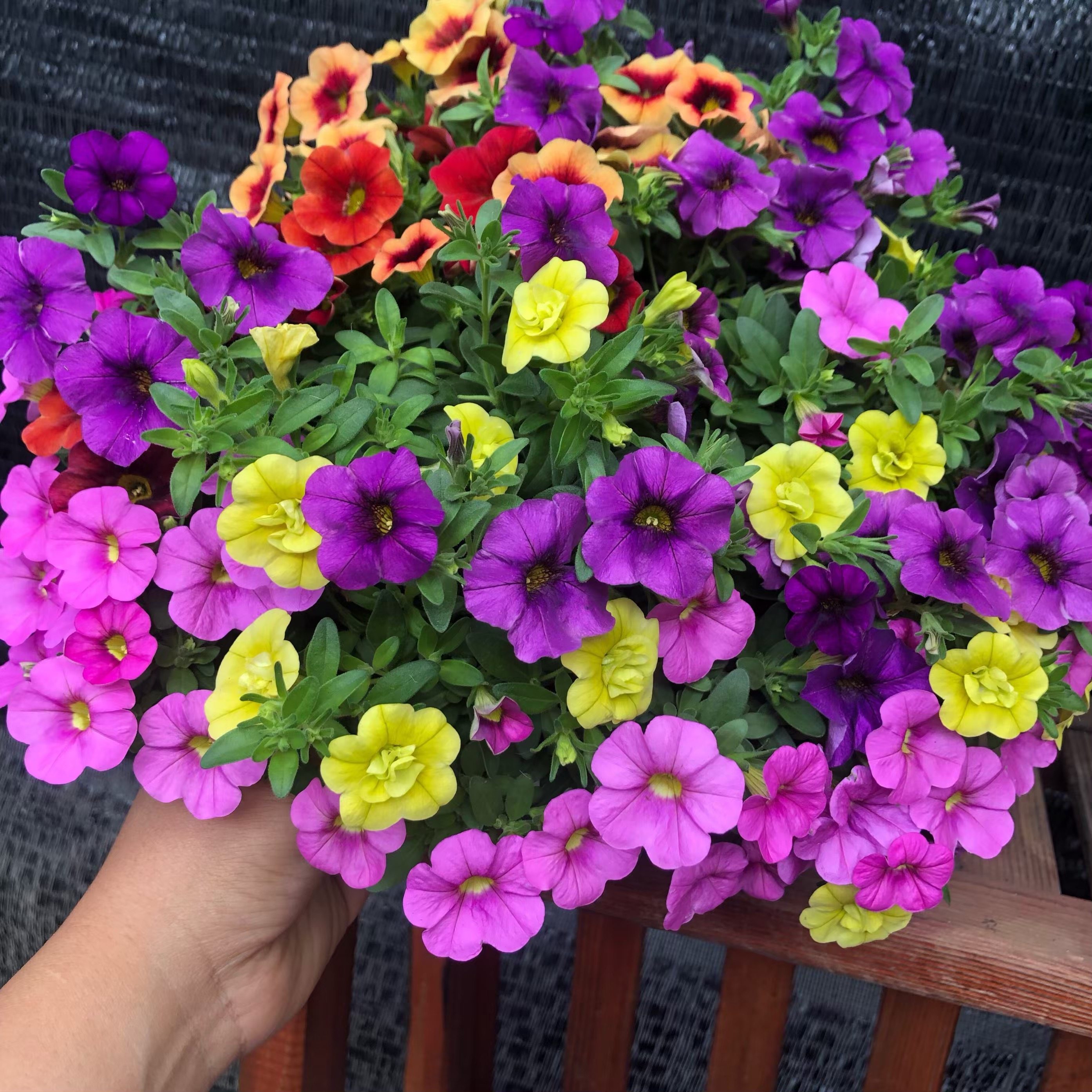 盆栽百万小铃春花垂吊牵牛庭院阳台花卉舞春花卉