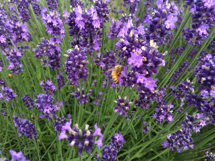 新疆土特产黑蜂蜂蜜农家土蜂蜜伊犁薰衣草蜜稀有蜜食用蜜500g