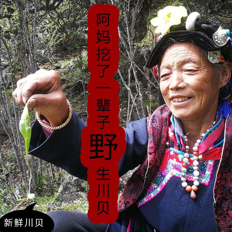 野生川贝阿坝中药材四川松贝尖贝珍珠贝可磨粉川贝